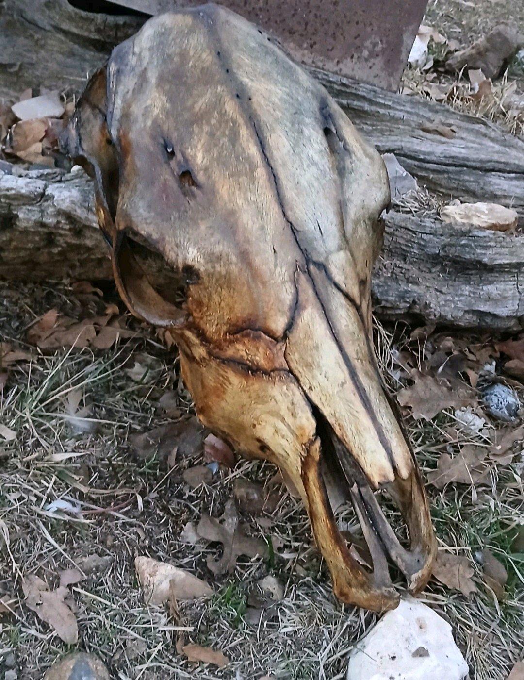Beautiful handcrafted torch burned cow skull