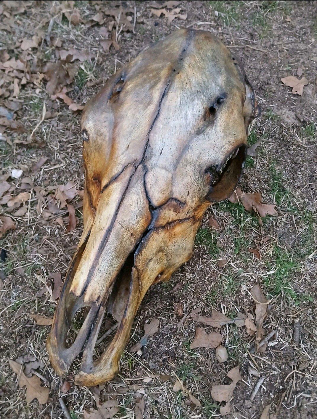 Beautiful handcrafted torch burned cow skull