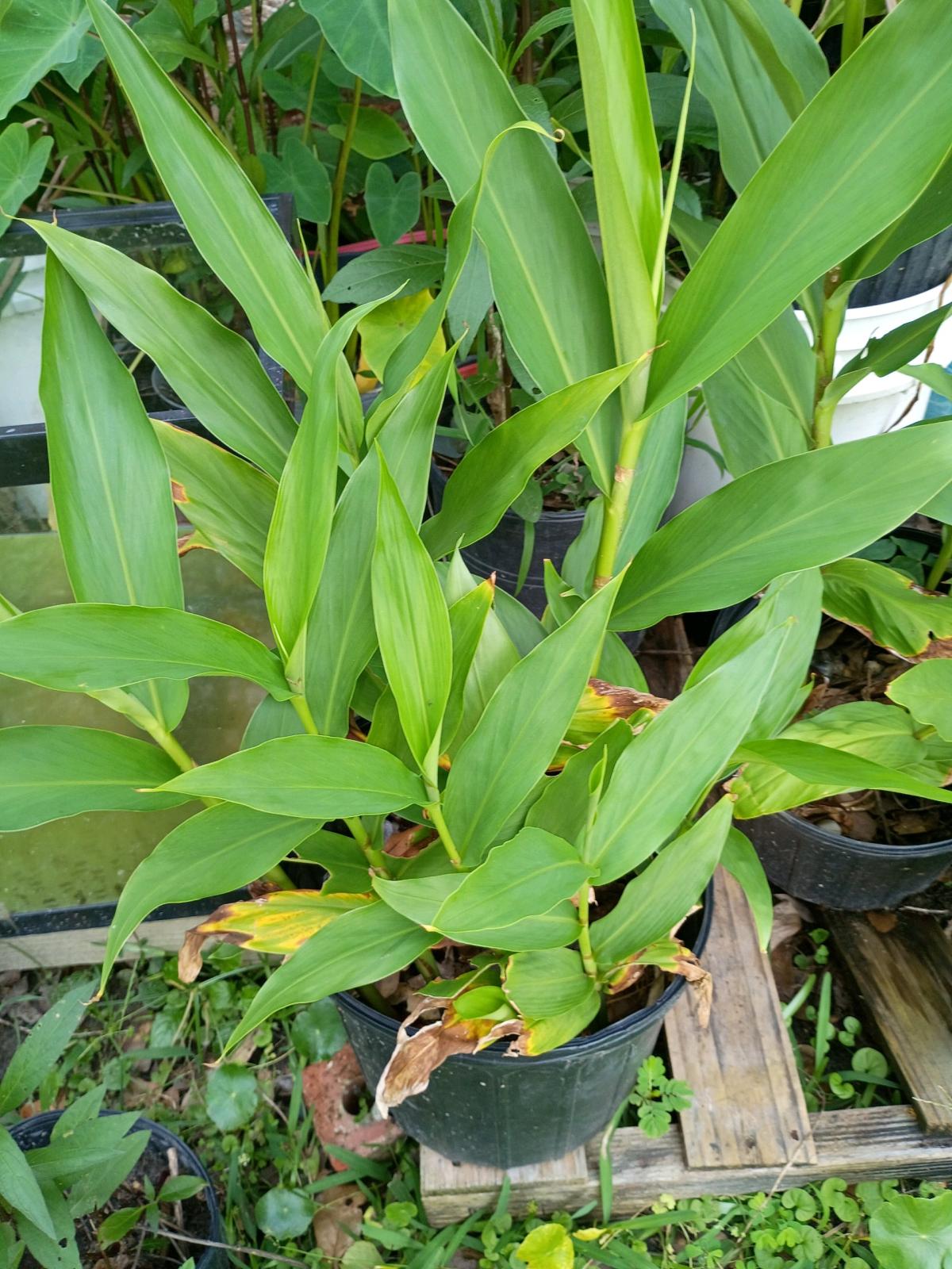 plants