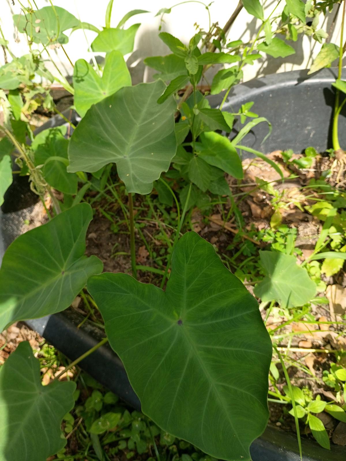 plants