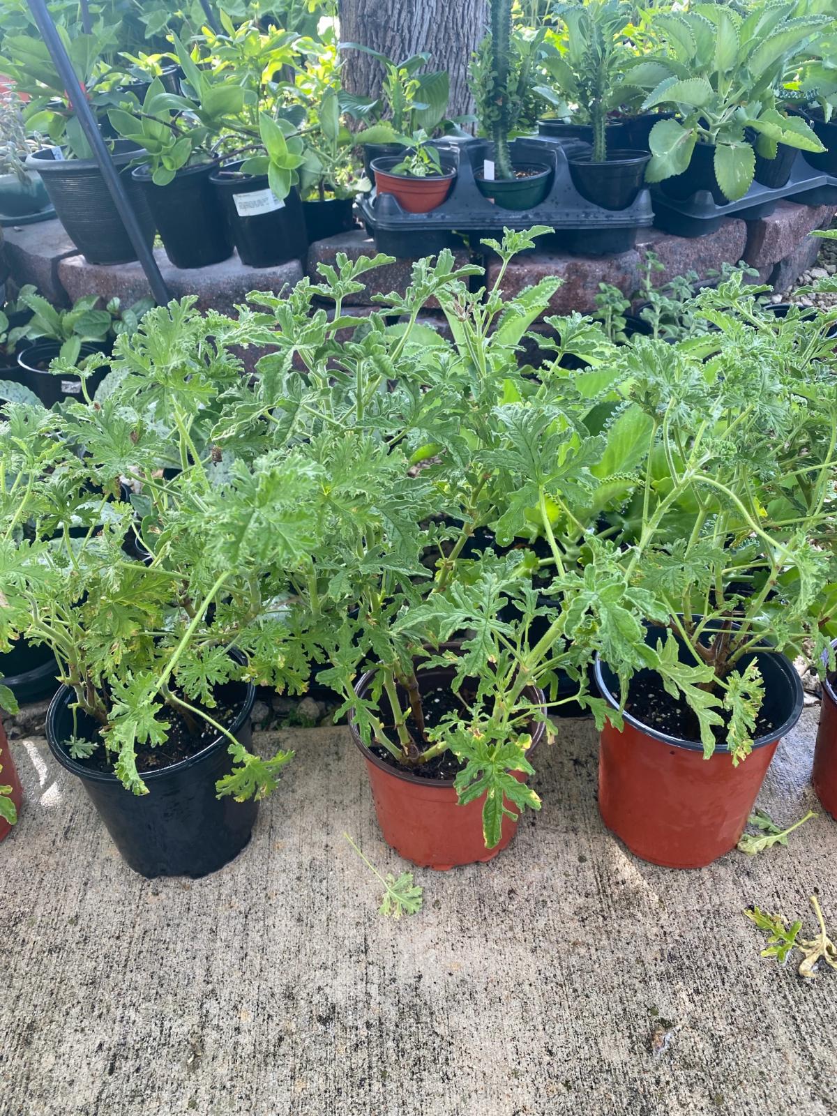 citronella