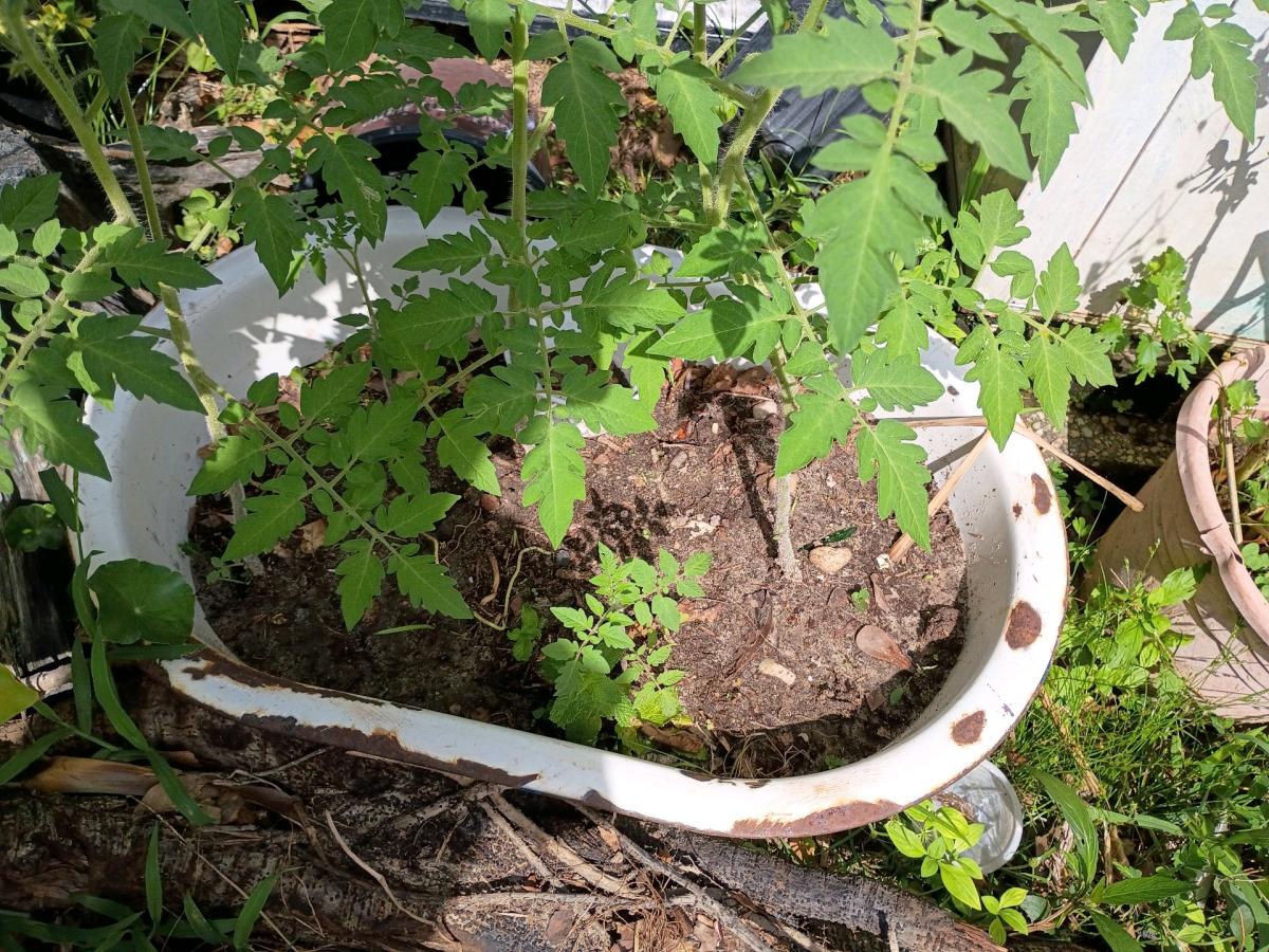 plants