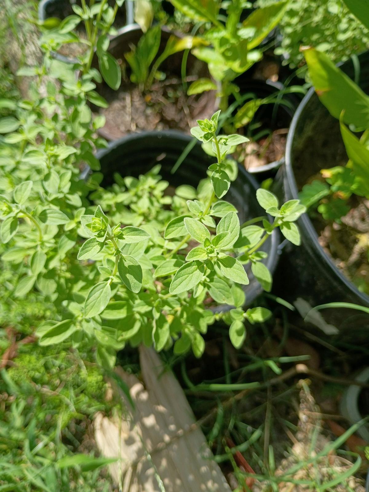 plants