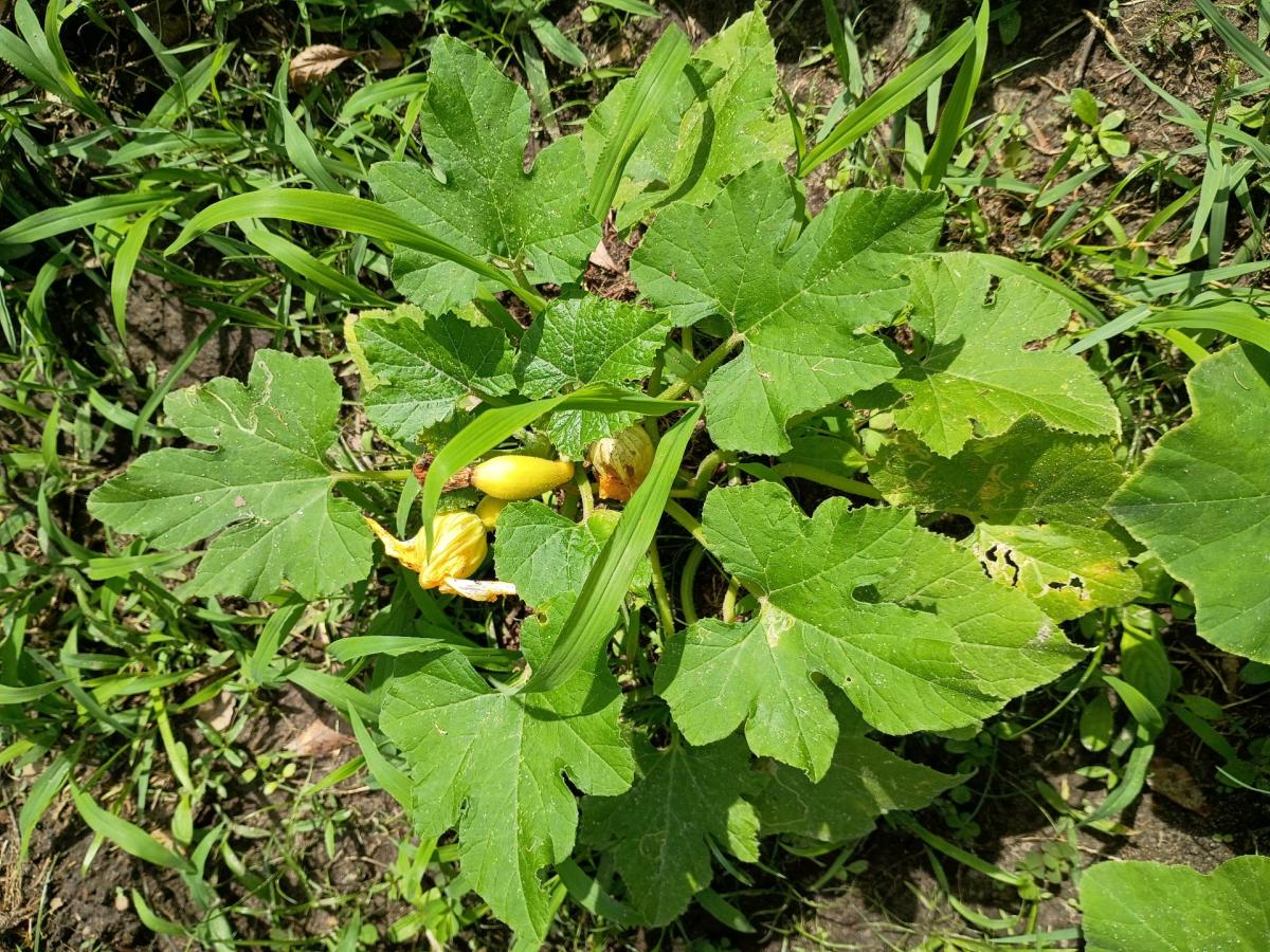 plants