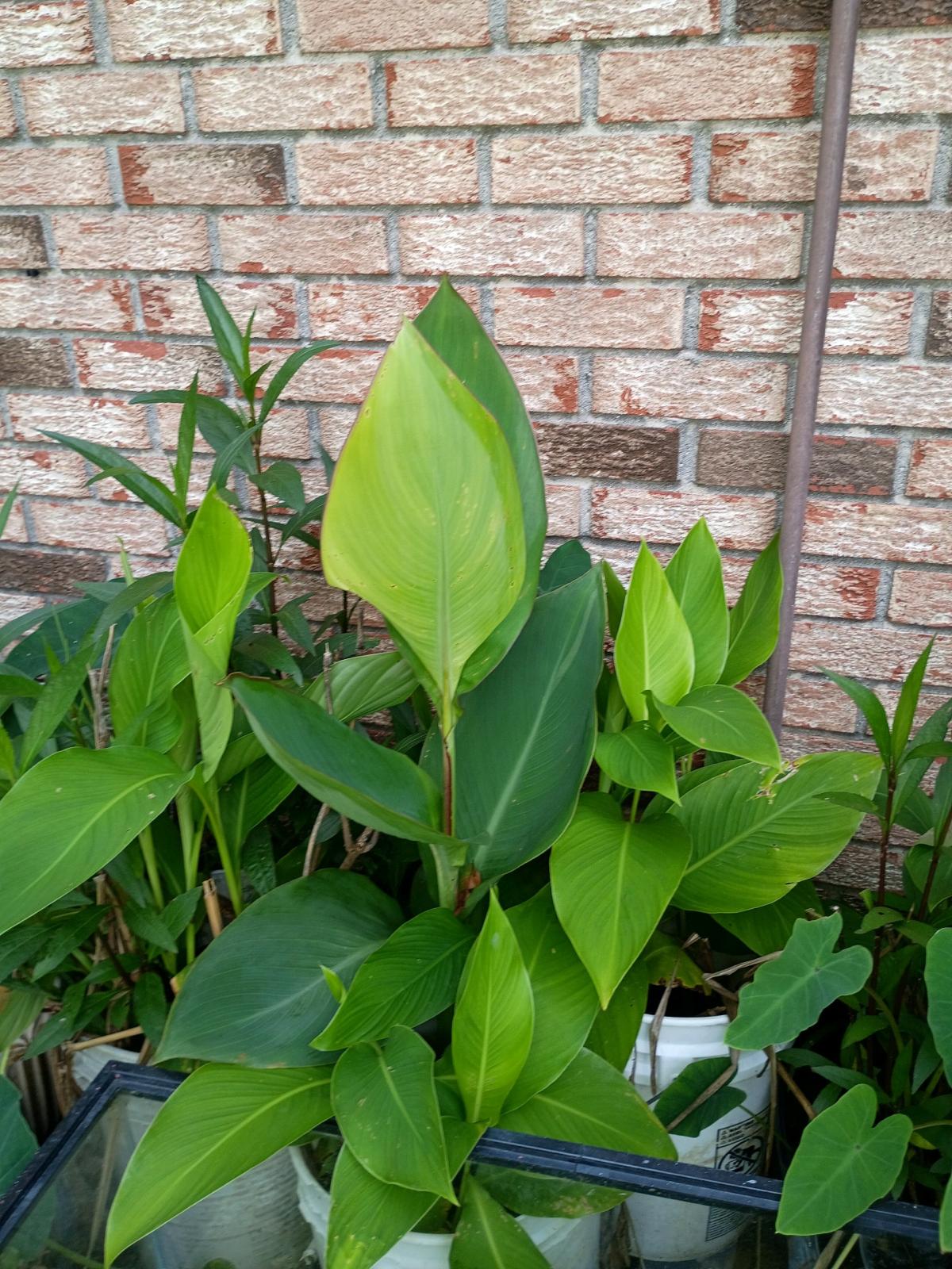 plants