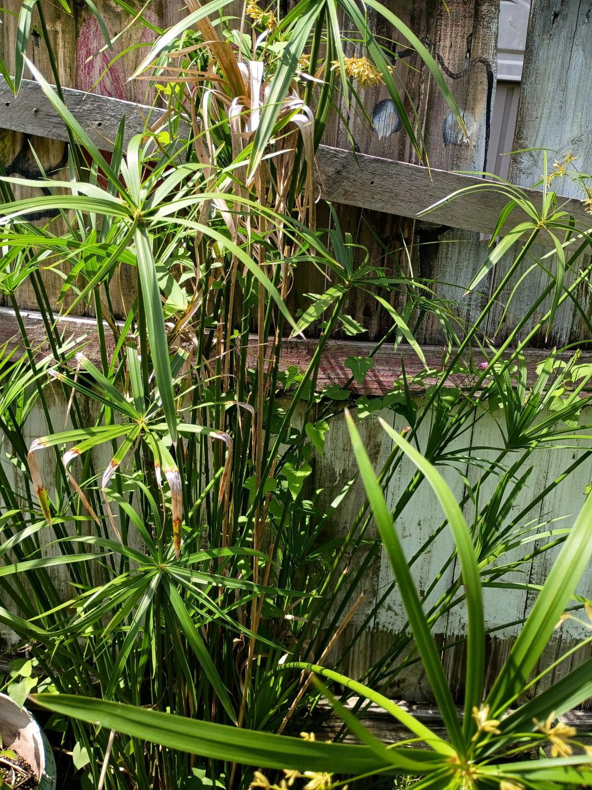 plants