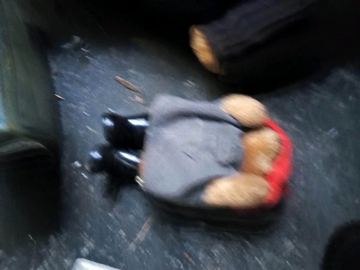 padeentigton bears