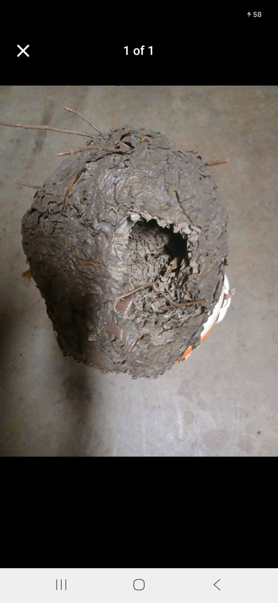 Natural Hornets Nest