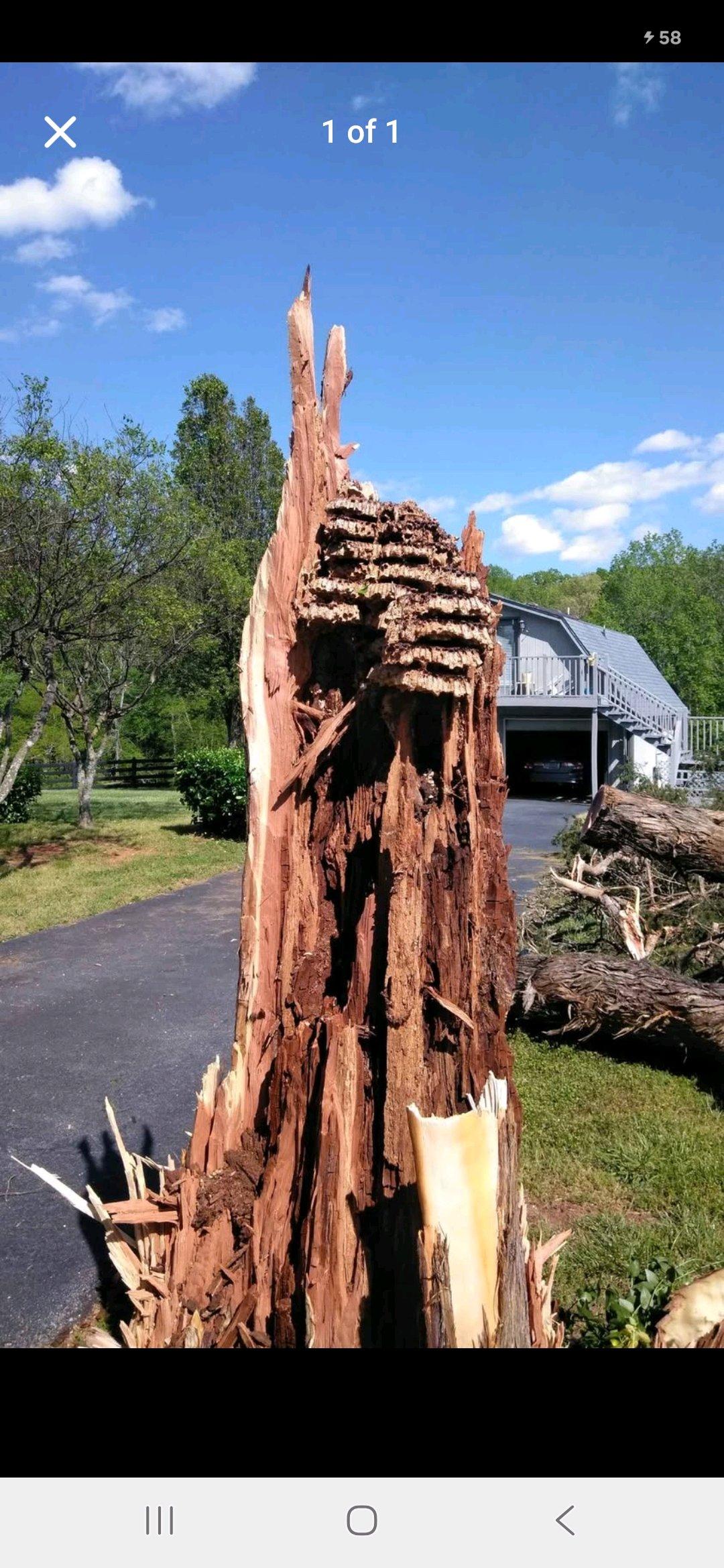 Japanese Yellow Hornets Nest