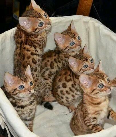 Purebred Bengal Kittens  Spotted Rosettes  Litter Trained