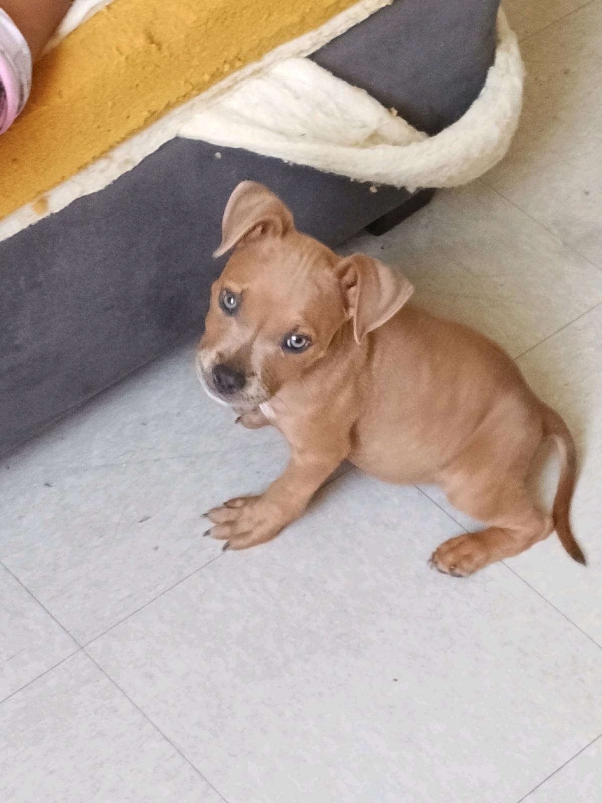 American Pocket bully