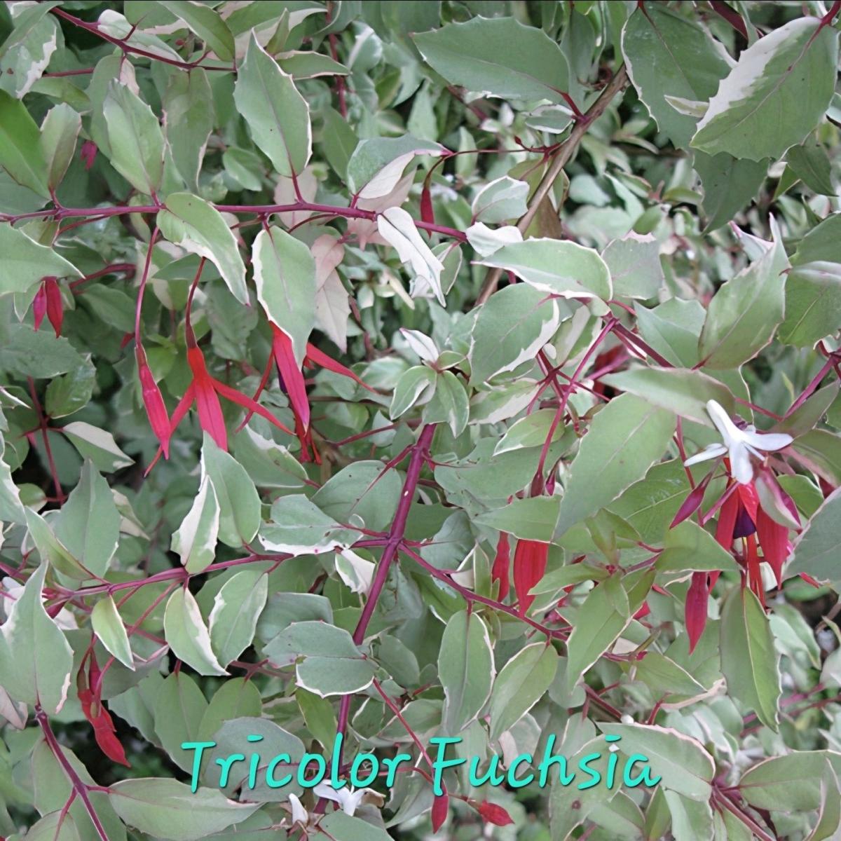End of Season Plant Sale