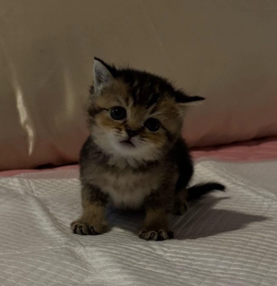 Adorable British Shorthair  Scottish Fold Kittens