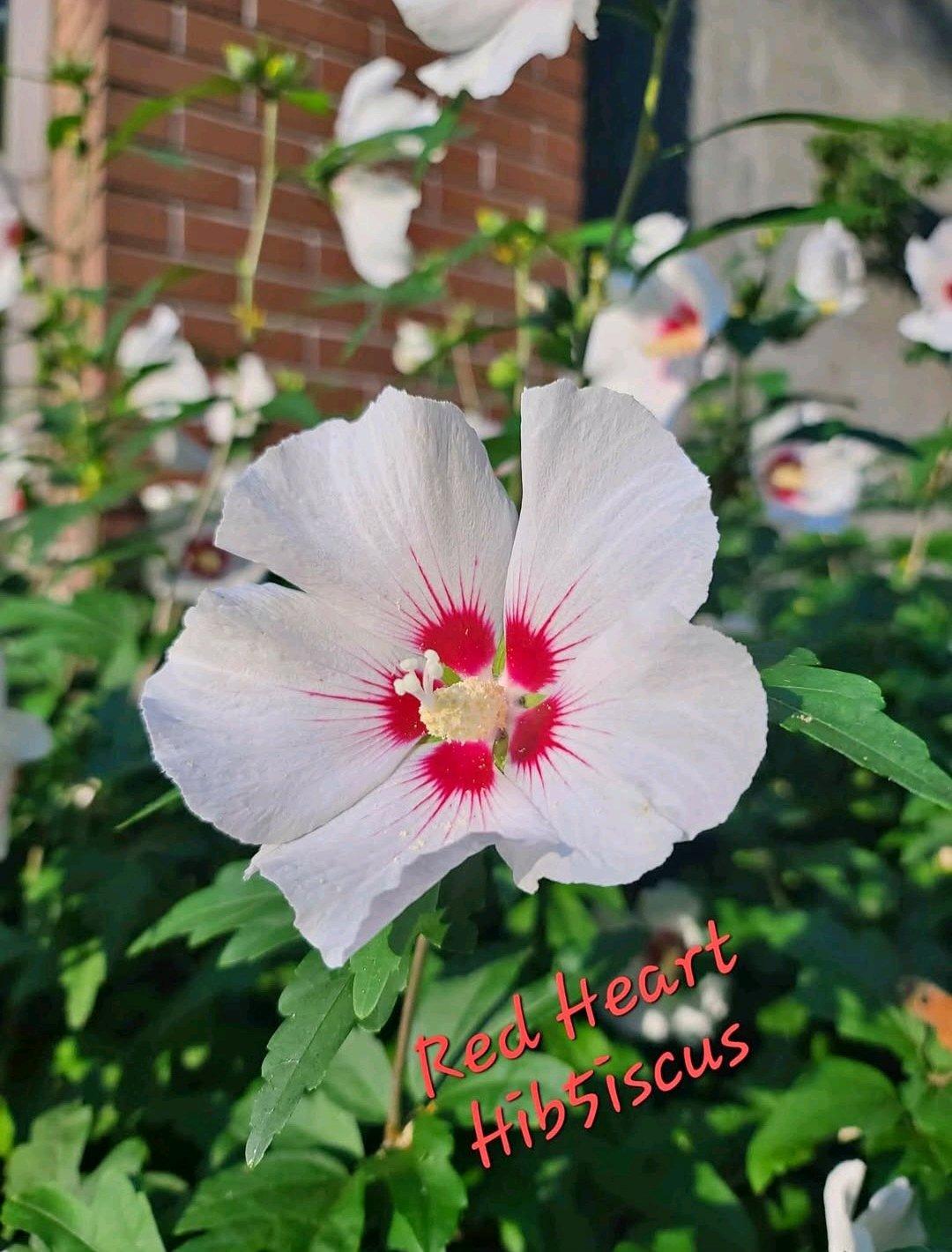 End of Season Plant Sale