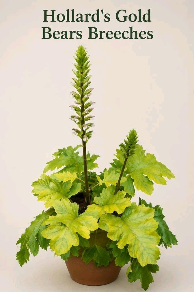 Acanthus mollis aka Golden Bears Breech Plant
