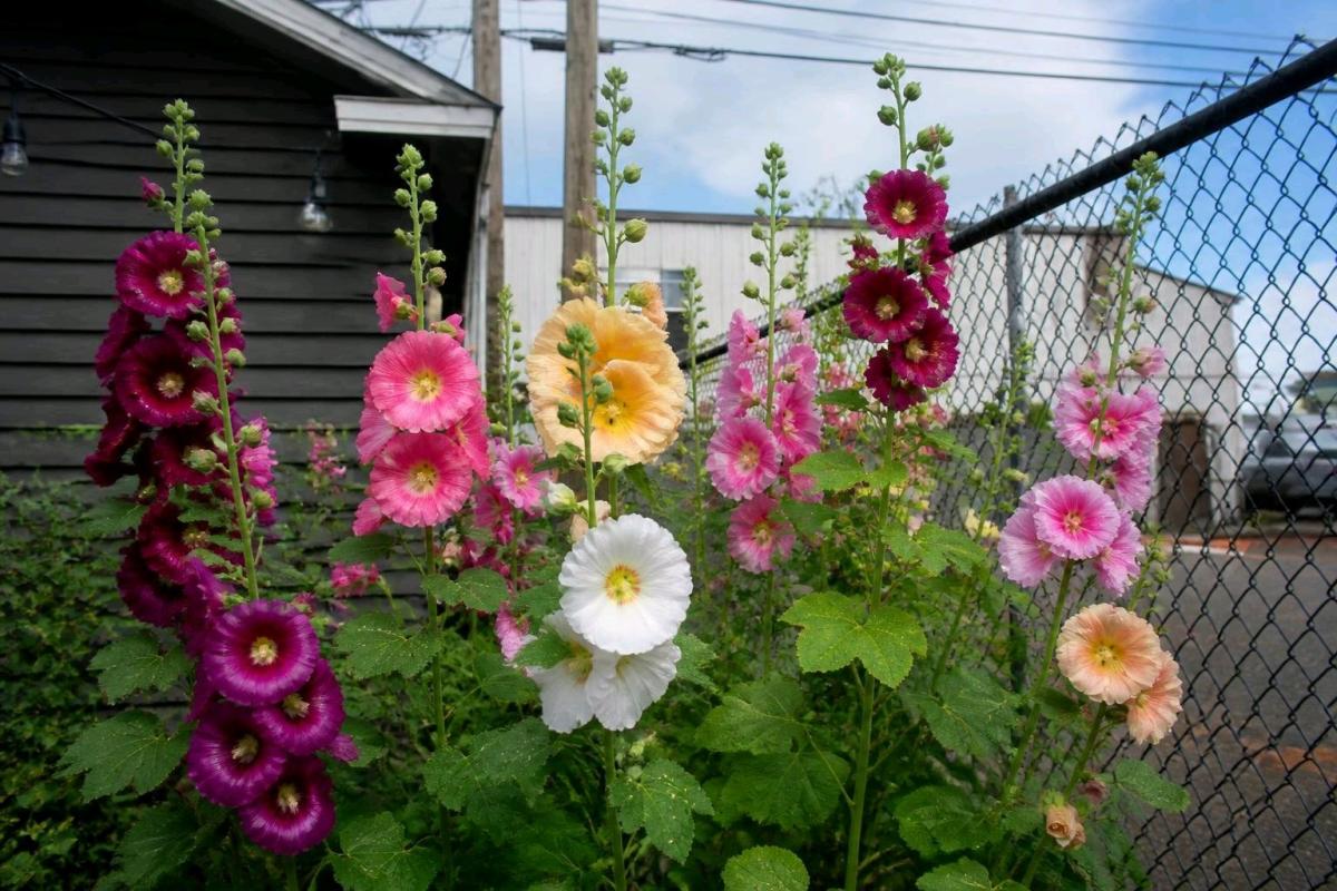 Heirloom Hollyhock Seeds