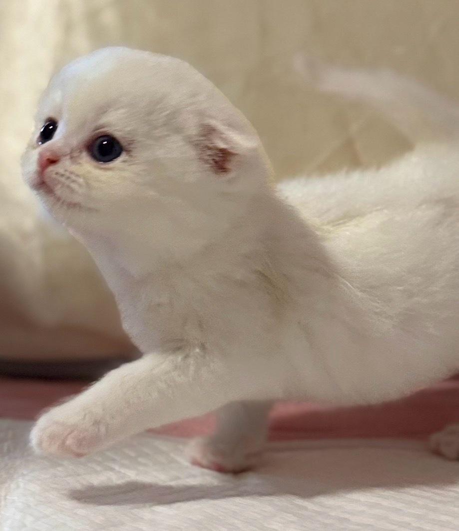 Adorable British Shorthair  Scottish Fold Kittens