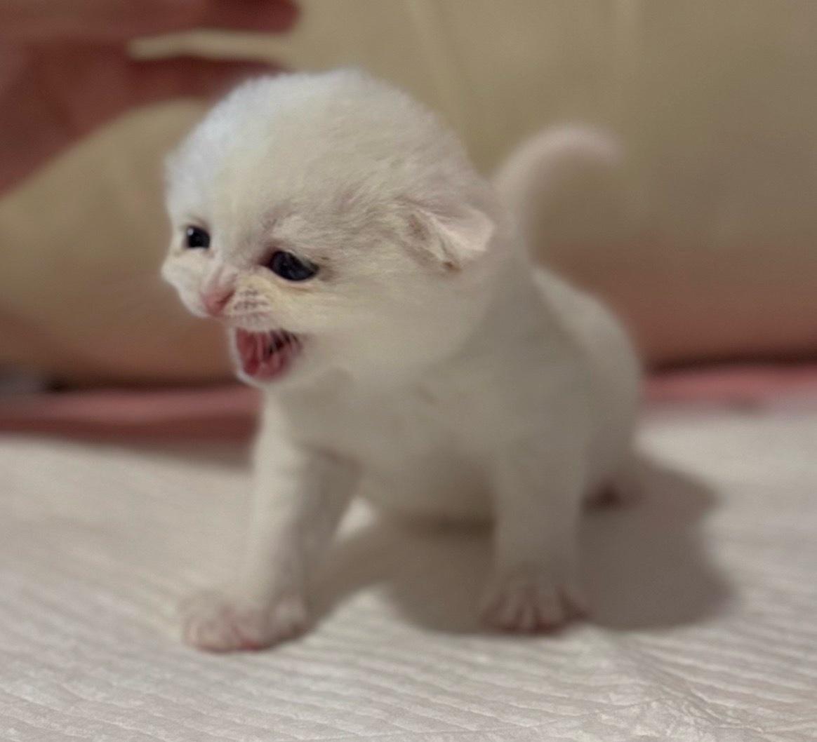 Adorable British Shorthair  Scottish Fold Kittens