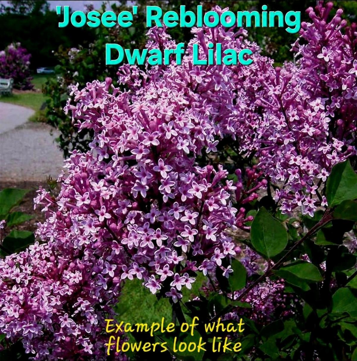 Josee Reblooming Dwarf Lilac Bush