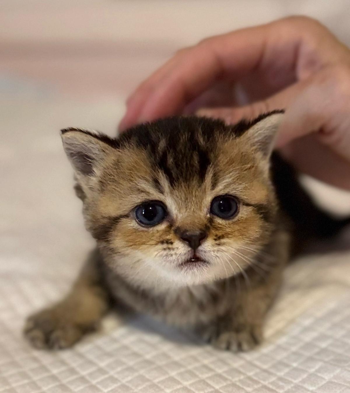 Adorable British Shorthair  Scottish Fold Kittens