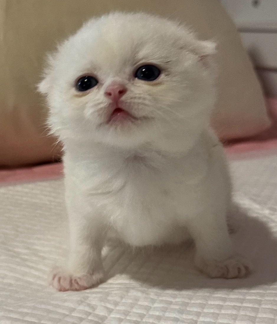 adorable Scottish 1 month