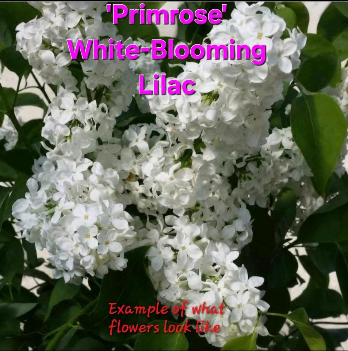 Primrose White Blooming Lilac Shrub