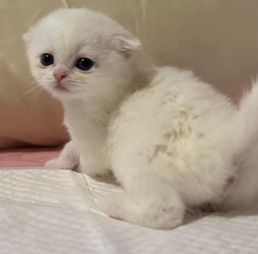 Adorable British Shorthair  Scottish Fold Kittens