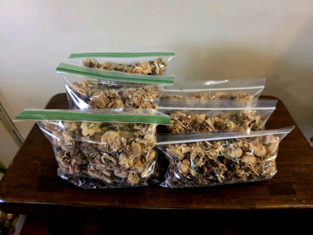 Heirloom Hollyhock Seeds
