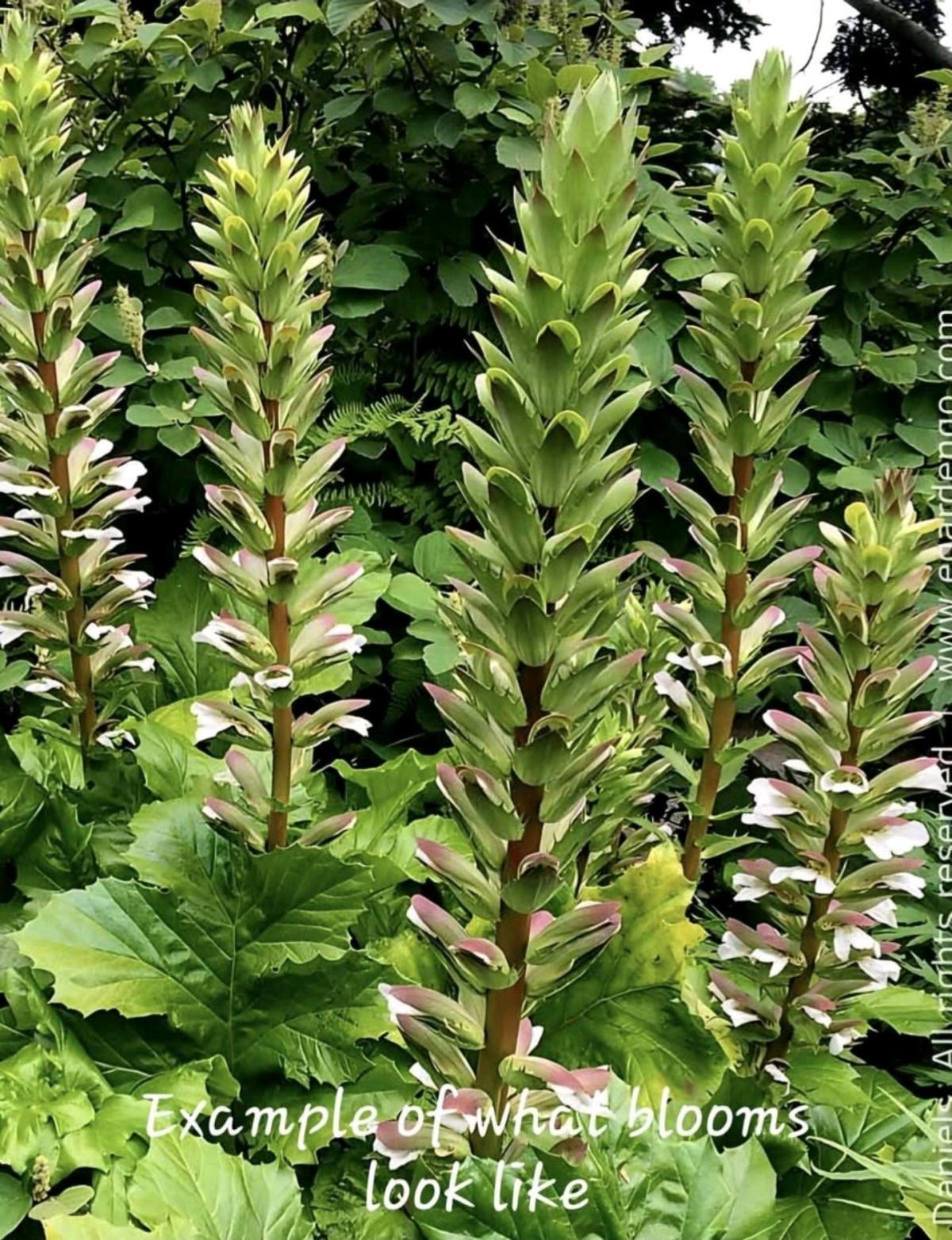 Acanthus mollis aka Golden Bears Breech Plant