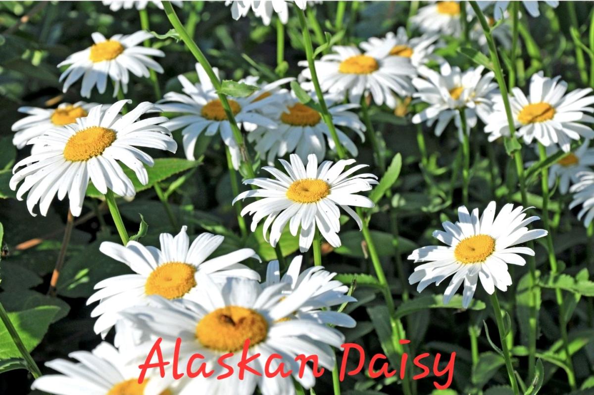 End of Season Plant Sale