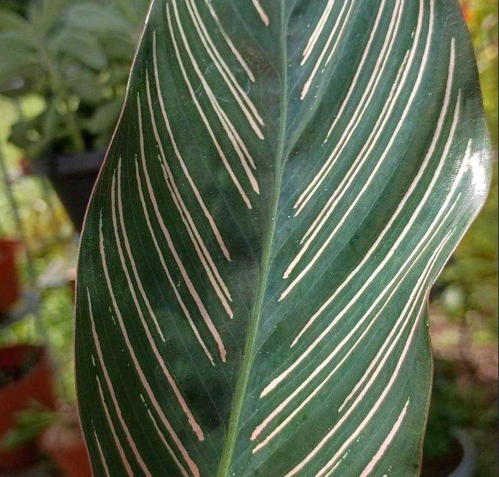 Pinstripe Calathea