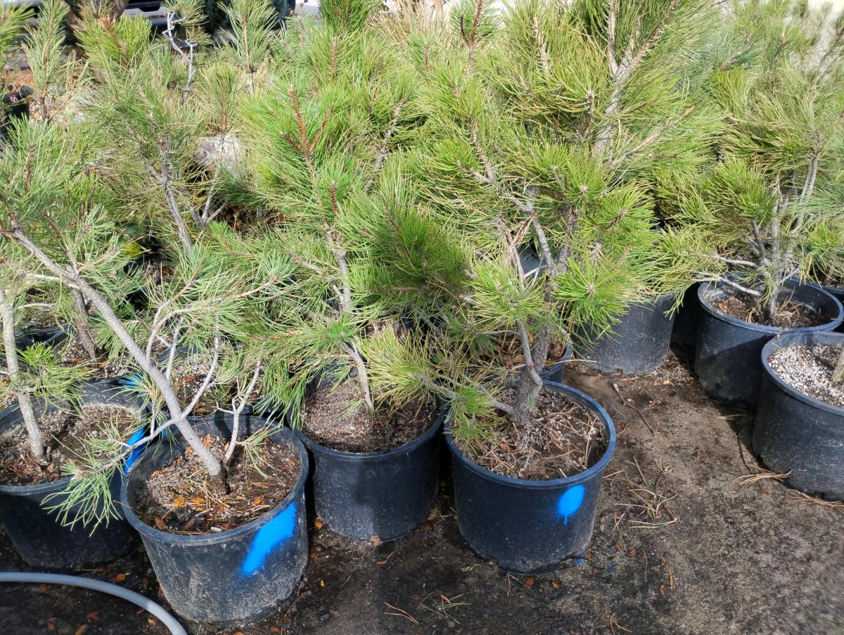 potted ponderosa pine available