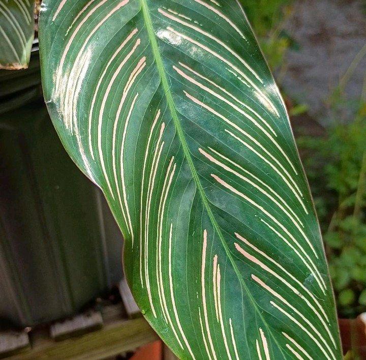 Pinstripe Calathea