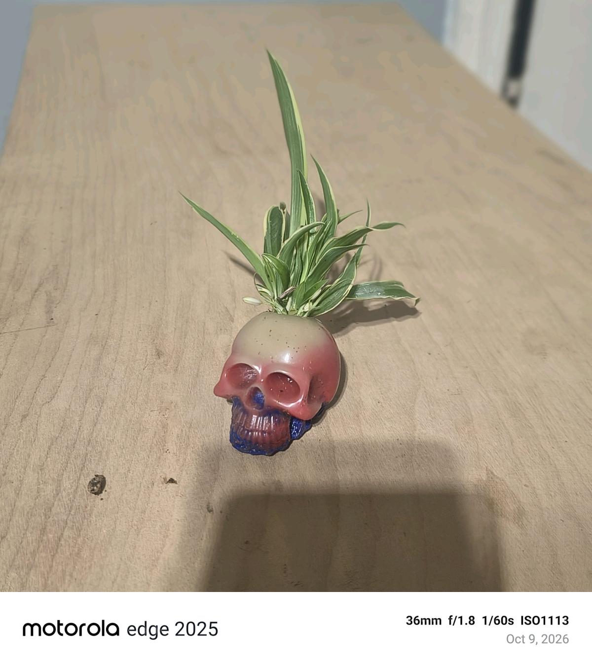 Resin skull planter  Grateful with spider plant