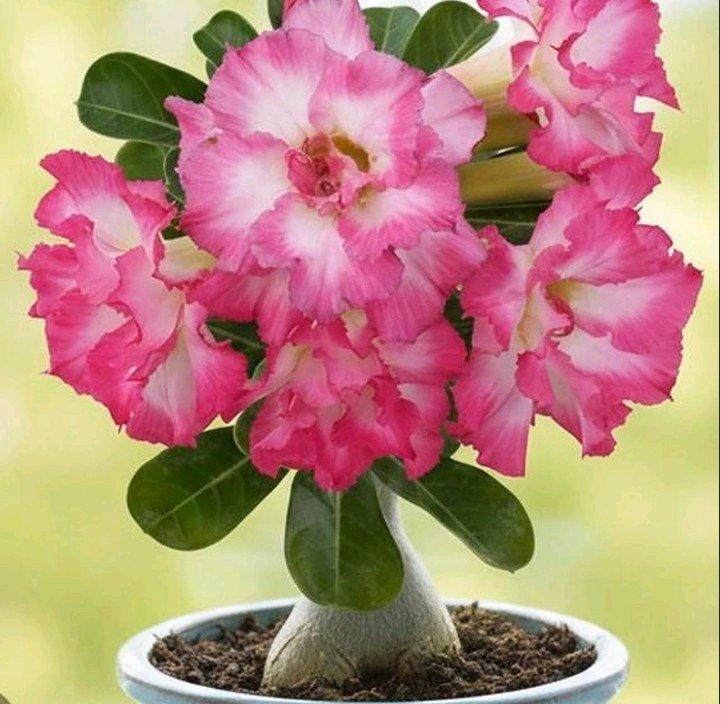 Desert Rose