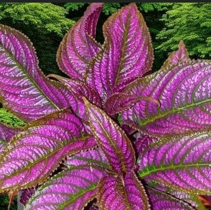 Persian Shield Tropical Plant
