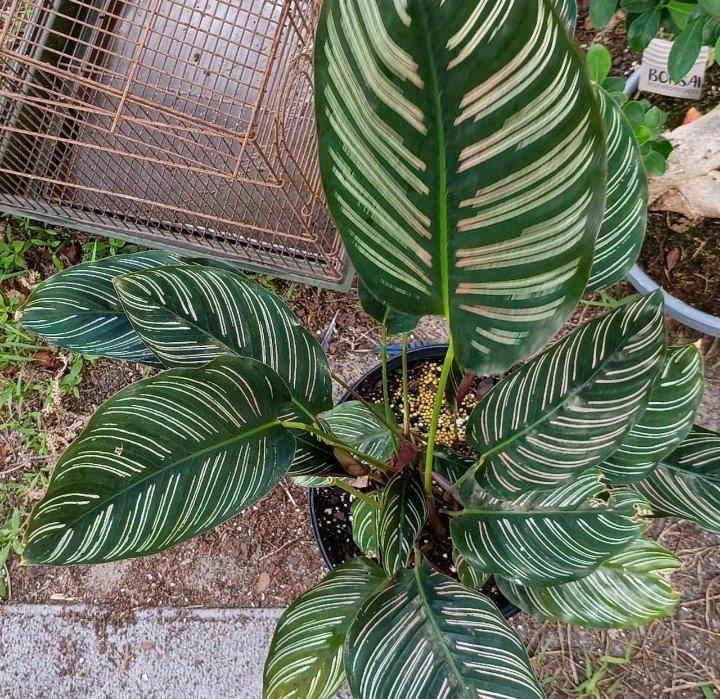 Pinstripe Calathea