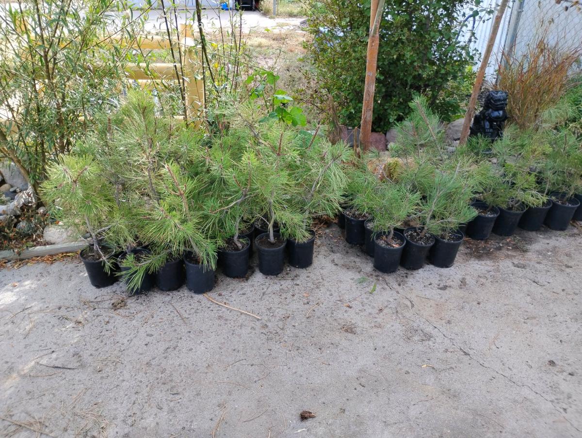 potted ponderosa pine available