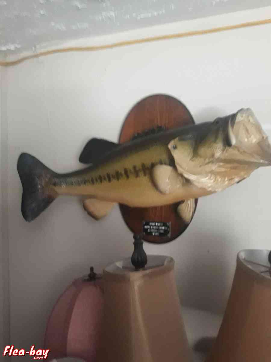 taxidermy fish,  large