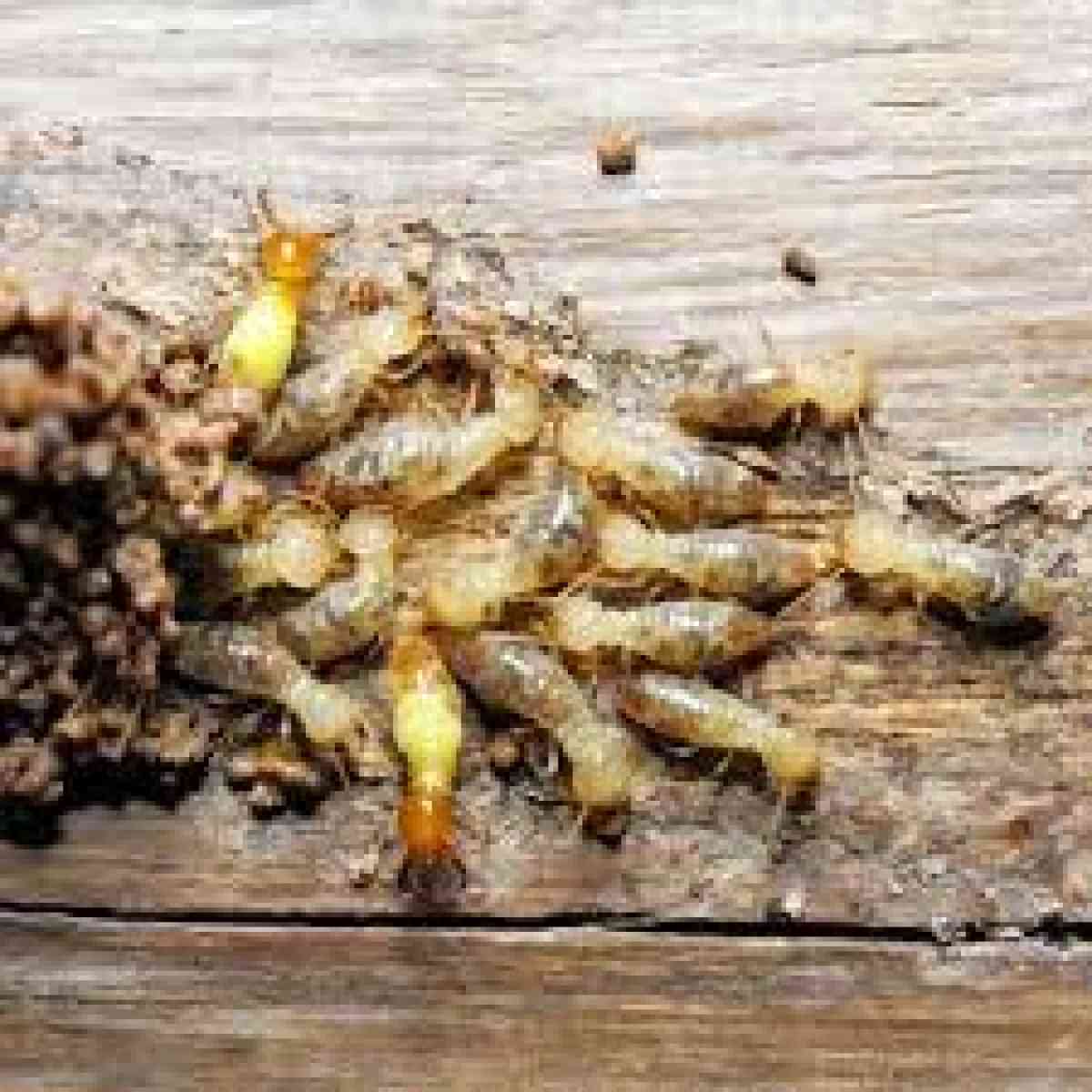 pest n termite treatment