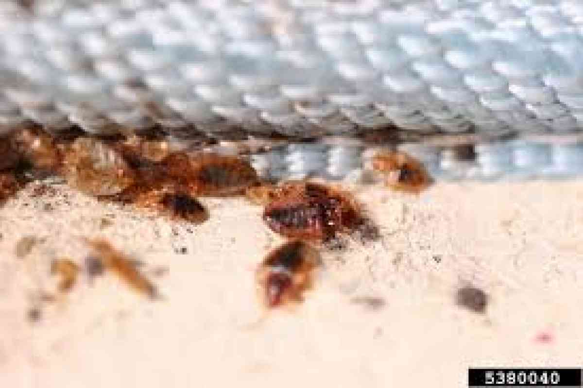 services for termites roaches bed bugs
