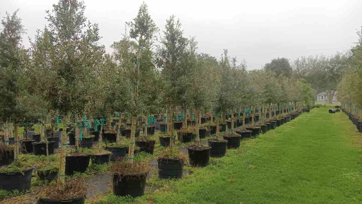shade trees available  all sizes and species