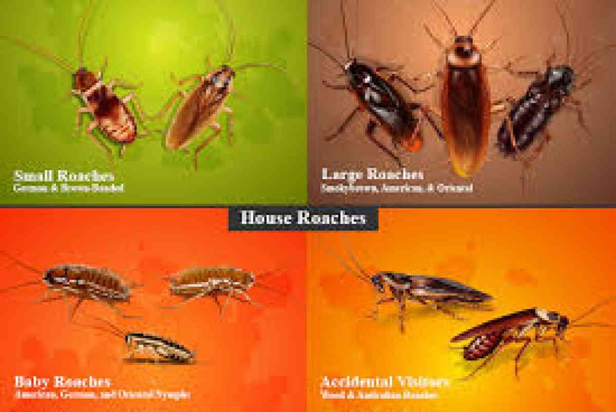 roaches bed bugs termite services