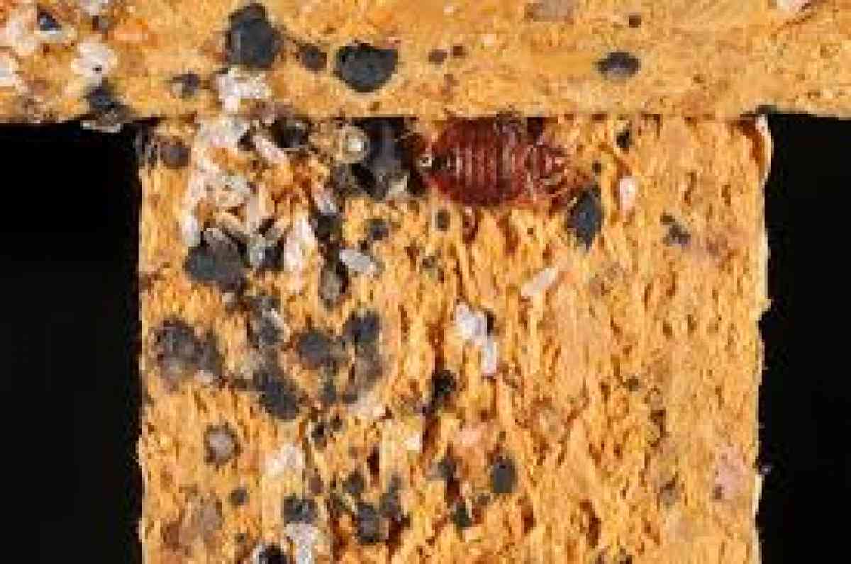 pest n termite services