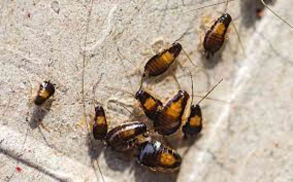 pest control termites roaches bed bugs