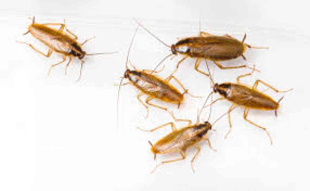 roaches bed bugs termite services