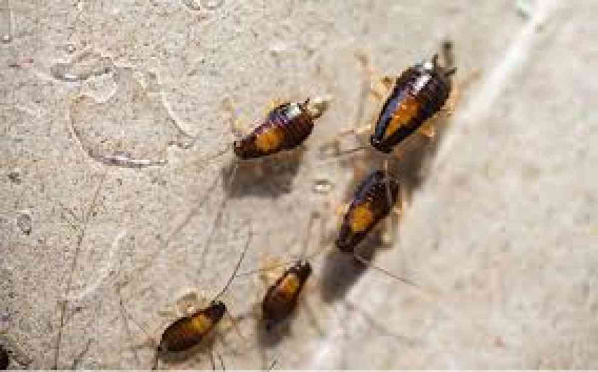 termite n bug service