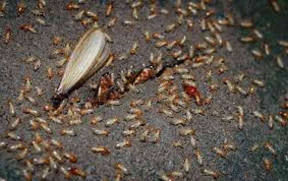 pest n termite services
