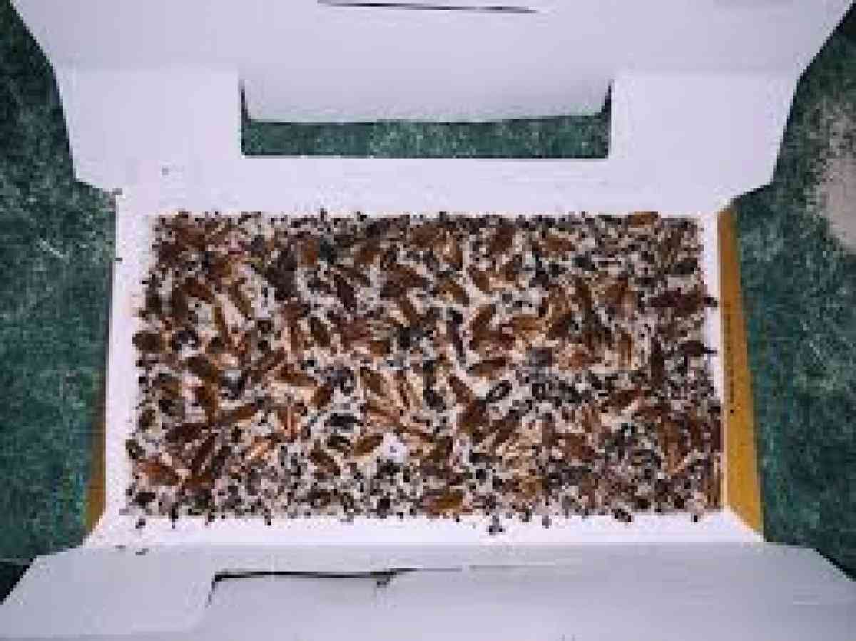 pest n termite treatment