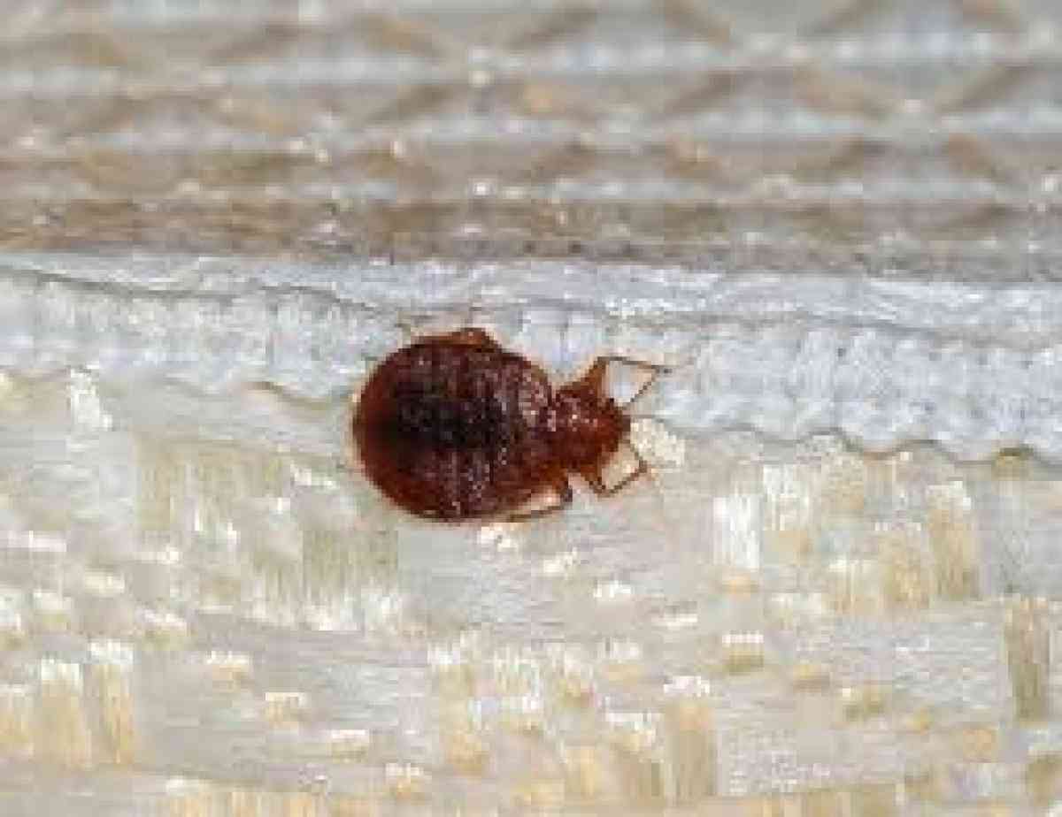 pest control termites roaches bed bugs